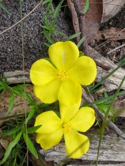 Hibbertia procumbens