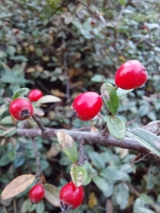 Berberis thunbergii