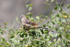 Emberiza godlewskii