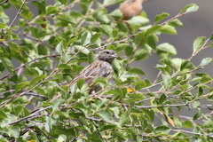 Emberiza godlewskii