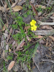 Hibbertia procumbens
