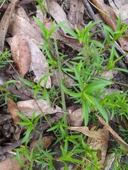 Hibbertia procumbens