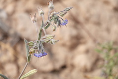 Trichodesma zeylanicum