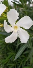 Nerium oleander