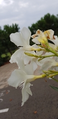 Nerium oleander