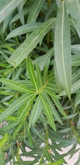 Nerium oleander