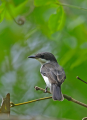 Hemipus hirundinaceus