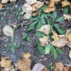 Pilosella aurantiaca