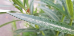 Nerium oleander