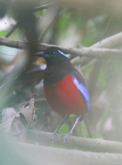 Erythropitta ussheri