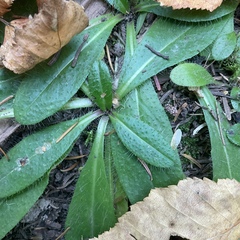 Pilosella aurantiaca