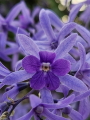 Petrea volubilis