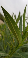 Nerium oleander