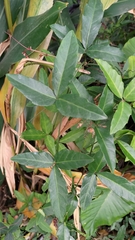 Tetrastigma formosanum