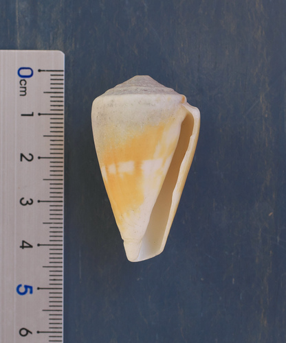 Conus kermadecensis observed 2022-10-19