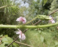 Mimosa diplotricha