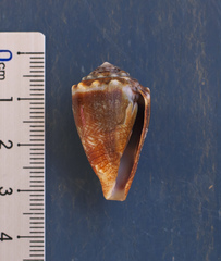 Conus fulgetrum