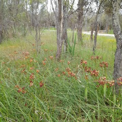 Diuris longifolia