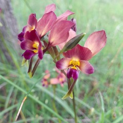 Diuris longifolia