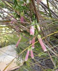 Erica diaphana