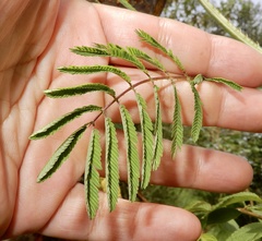 Mimosa diplotricha