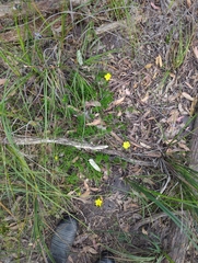 Hibbertia procumbens