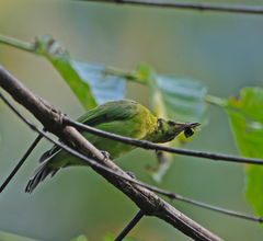 Chloropsis sonnerati