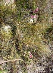 Erica diaphana