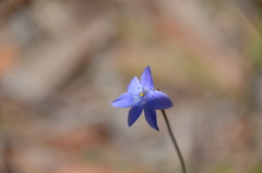 Wahlenbergia gracilis