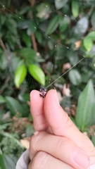 Thelacantha brevispina
