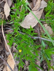 Hibbertia procumbens