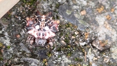 Thelacantha brevispina
