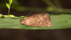 Hypoperigea tonsa