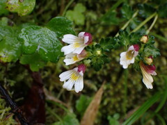 Euphrasia transmorrisonensis