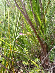 Polygala wittebergensis