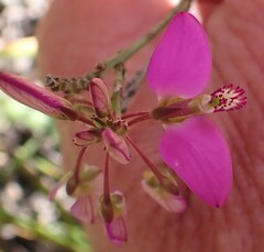 Polygala wittebergensis
