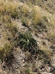 Cirsium scopulorum
