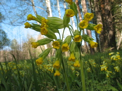 Primula veris macrocalyx