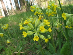 Primula veris macrocalyx