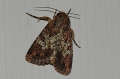 Omphalestra mesoglauca