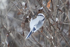 Cyanistes cyanus