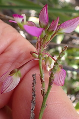 Polygala wittebergensis