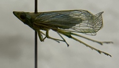 Dictyopharinae