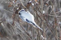 Cyanistes cyanus