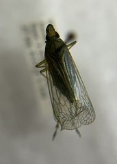 Dictyopharinae