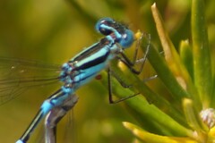 Austroagrion watsoni