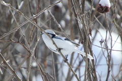 Cyanistes cyanus