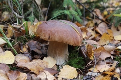 Boletus edulis
