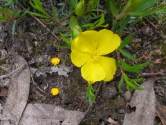 Hibbertia procumbens