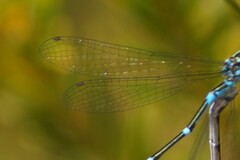 Austroagrion watsoni